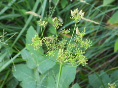 Laserpitium gaudinii