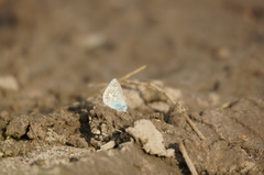 Polyommatus icarus