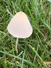 Conocybe apala