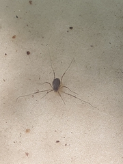 Phalangioidea