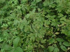 Chaerophyllum aromaticum