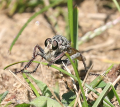 Proctacanthus milbertii