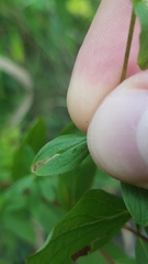 Caloptilia hypericella