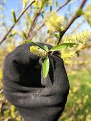 Salix mucronata