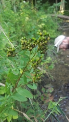 Caloptilia hypericella