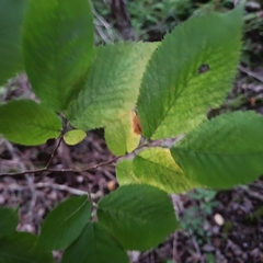 Ostrya virginiana