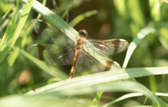 Sympetrum pedemontanum