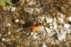 Sympetrum flaveolum