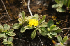 Pilosella officinarum