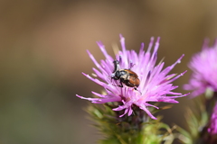 Chasmatopterus