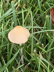 Conocybe apala