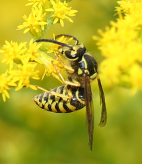 Dolichovespula arenaria