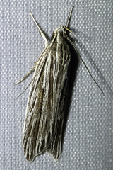 Leistarcha