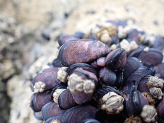 Brachidontes rostratus