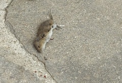 Muroidea