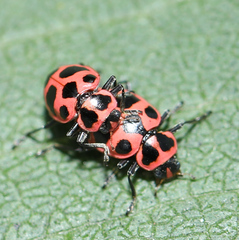 Coleomegilla maculata