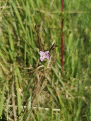 Epilobium parviflorum