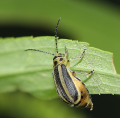 Trirhabda canadensis