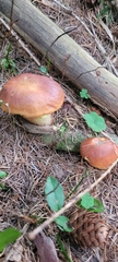Suillus grevillei
