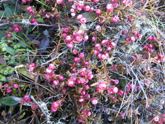 Gaultheria macrostigma