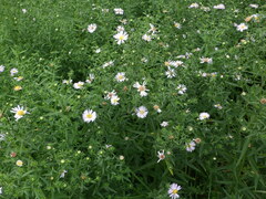 Symphyotrichum × salignum