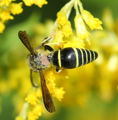Ancistrocerus antilope