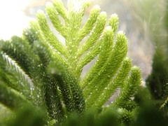 Caulerpa muelleri