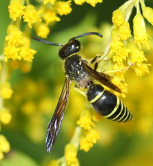 Ancistrocerus antilope