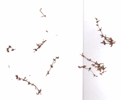 Callitriche