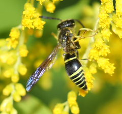 Ancistrocerus antilope