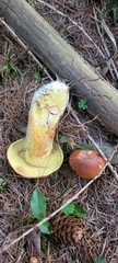 Suillus grevillei