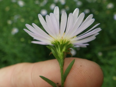 Symphyotrichum × salignum