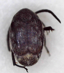 Bruchinae