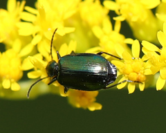 Lebia viridis