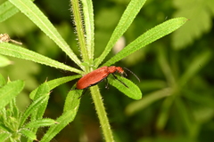 Pyrochroa serraticornis