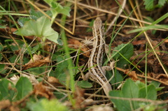 Lacerta agilis