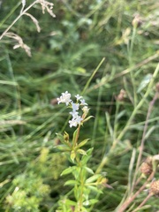 Galium rivale