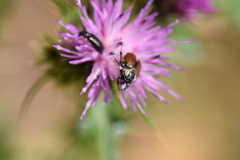 Chasmatopterus