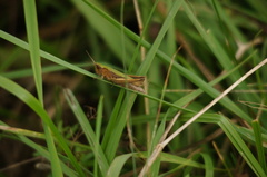 Chorthippus dorsatus