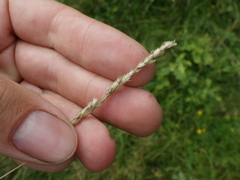 Cynosurus cristatus