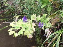 Aconitum volubile