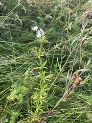 Galium rivale