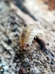 Porcellio dilatatus