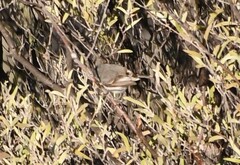 Acanthiza robustirostris