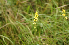 Agrimonia eupatoria