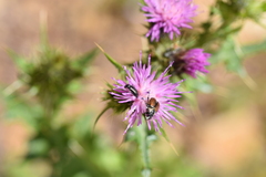 Chasmatopterus