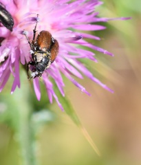 Chasmatopterus