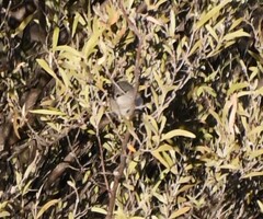 Acanthiza robustirostris