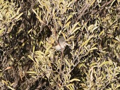 Acanthiza robustirostris