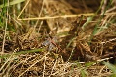 Sympetrum flaveolum